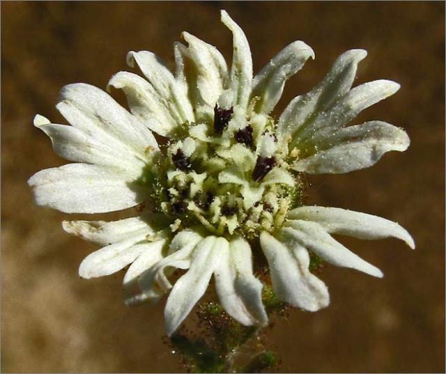 sm 373 White Hayfield Tarweed.jpg - White Hayfield Tarweed (Hemizonia congesta ssp. luzulifolia): These natives were commonly seen on the ridge in the hot dry grassy areas.